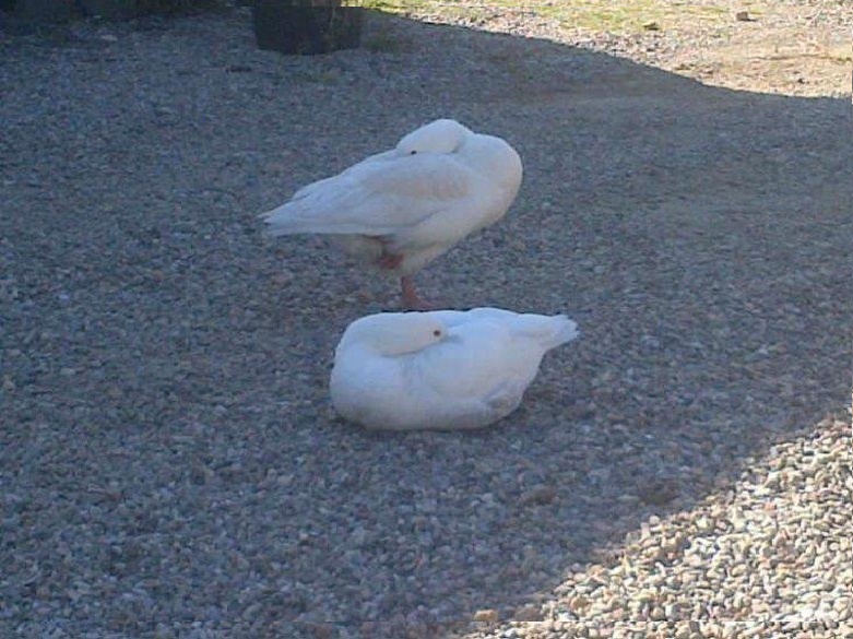 Clairac geese